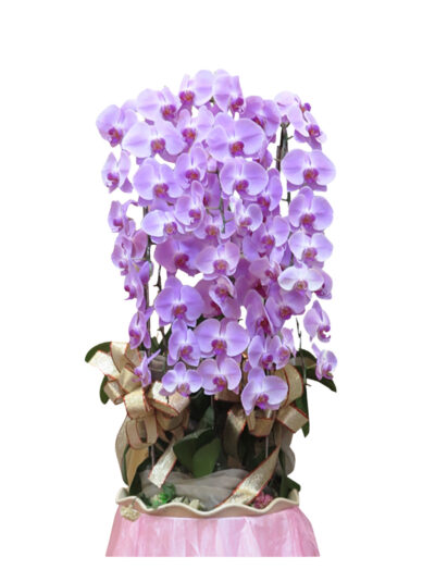 蝴蝶蘭花盆栽(一對) – 出租