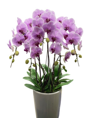落地蘭花5株(一盆)-買斷