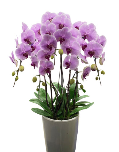 落地蘭花5株(一盆)-買斷