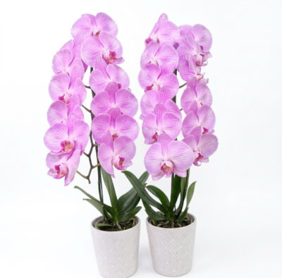 靈堂追思蝴蝶蘭1株(桌上型)